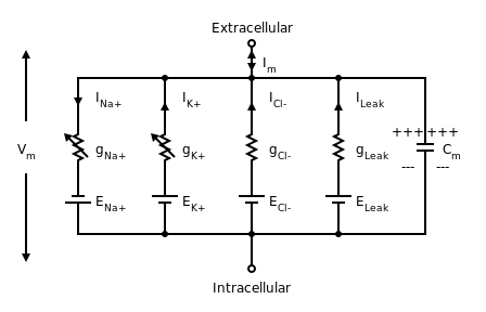 Diagram of the electrical circuit for a short segment of squid giant axon